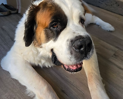 St. Bernard looks goofy on camera during a pet sitting visit.