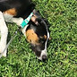 Puppy lays on the grass in front of a Sunny River Pet Services team member during a drop in visit.