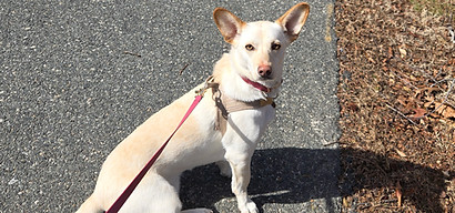 Husky corgi mix sits on the pavement and refuses to walk during a visit with a Sunny River Pet Services team member.