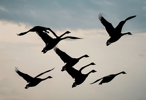 shadow of geese flying in a V formation with with letter B in background_edited.jpg