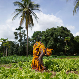 Abodunde Farms, Picking Vegetables