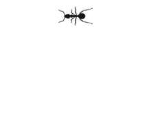 hormiga-30.gif