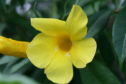 tamarin-place-charmant(15)