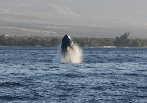WhaleSEQ1.gif