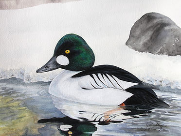 Common Goldeneye