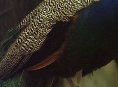 Captura de Pantalla 2020-03-25 a la(s) 1