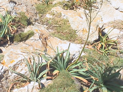 Captura de Pantalla 2020-03-25 a la(s) 1