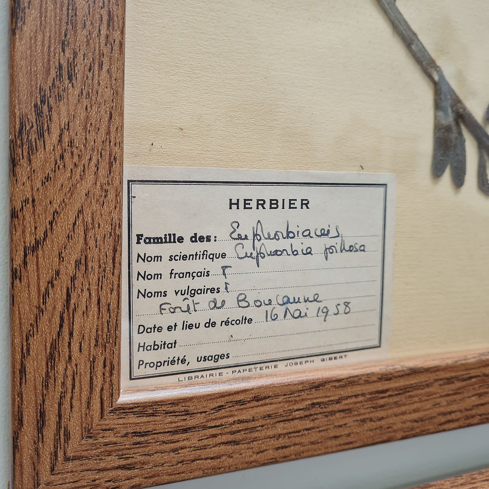 Thumbnail: Set of French Botanical Pressings
