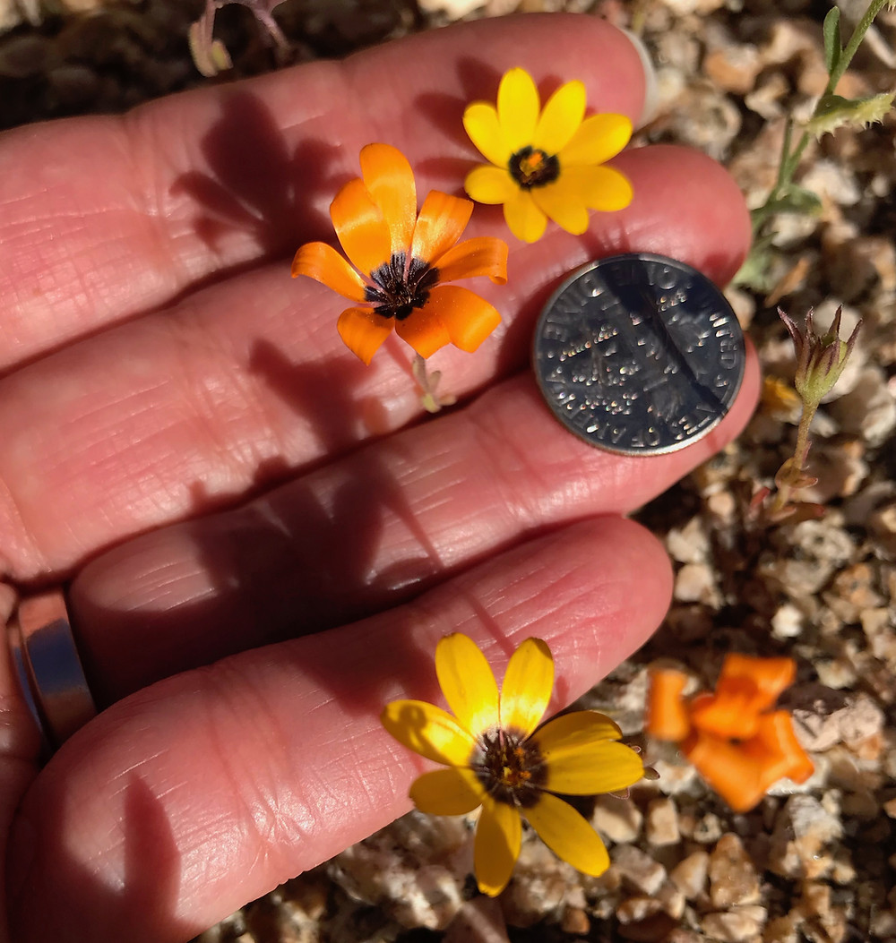 Hand with dime for size comparison of yellow and orange dime-sized daisies