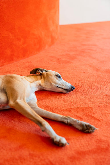 abuela studio architecture photography