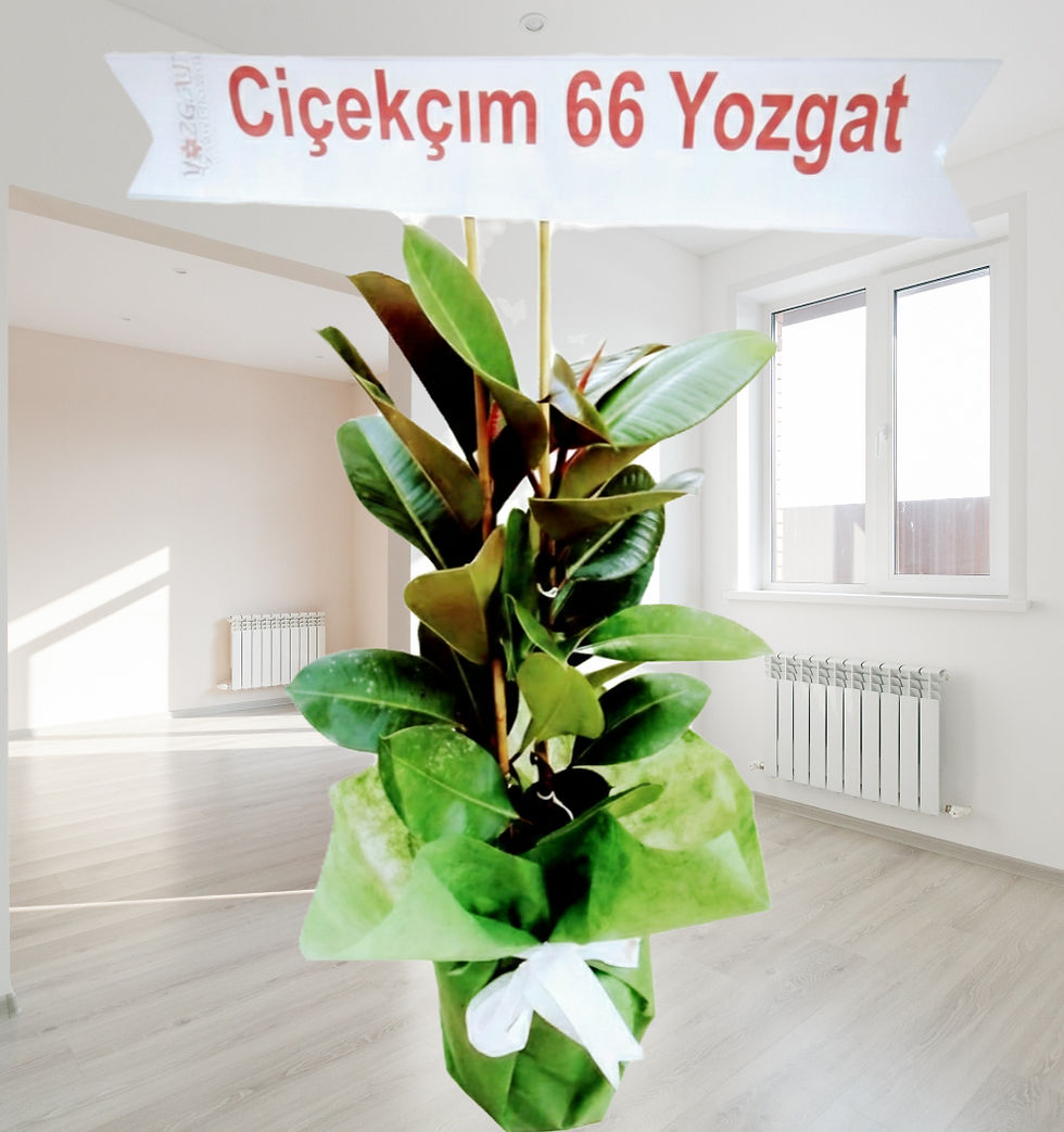 Kauçuk Ağacı (Ficus Elastica)