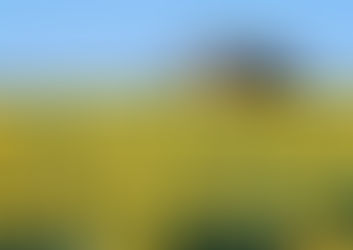 Принципът на нарцисите