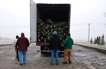 tree farm 1.jpeg