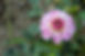 Dahlia quail run flower garden planting bulbs tuber variety varieties color blooms landscape pickup nursery perennial cut flowers garden designing landscaping