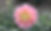 5C166DB3-235A-4BED-8609-7EDA95FE1C11_1_201_a.jpeg