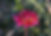 Dahlia quail run flower garden planting bulbs tuber variety varieties color blooms landscape pickup nursery perennial cut flowers garden designing landscaping