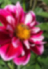 Dahlia quail run flower garden planting bulbs tuber variety varieties color blooms landscape pickup nursery perennial cut flowers garden designing landscaping