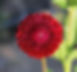 Dahlia quail run flower garden planting bulbs tuber variety varieties color blooms landscape pickup nursery perennial cut flowers garden designing landscaping