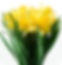 Dahlia quail run flower garden planting bulbs tuber variety varieties color blooms landscape pickup nursery perennial cut flowers garden designing landscaping 