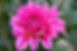 5978DCE5-5275-423C-9198-4C1F51F7980E_1_201_a.jpeg