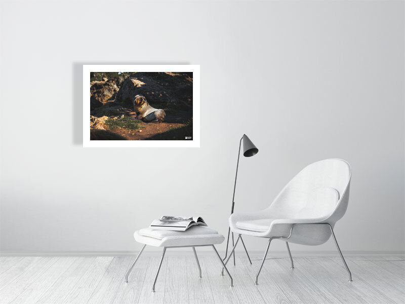 Thumbnail: Baby Seal