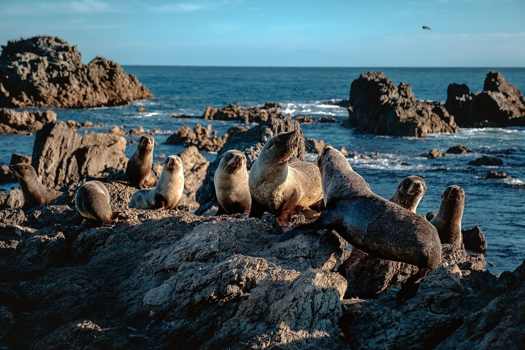 Fur Seal Colony