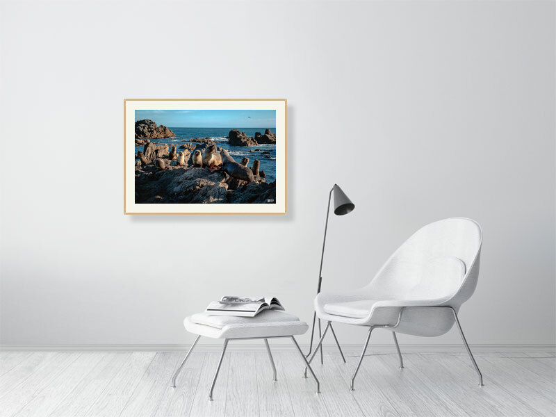 Thumbnail: Fur Seal Colony