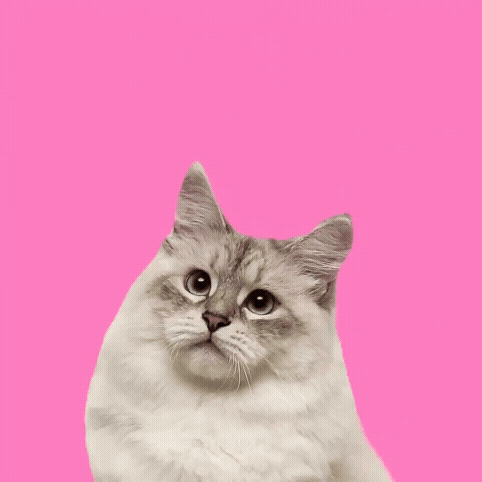 MEOW GROUP