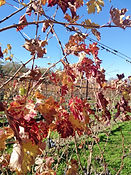 V. Sattui Winery 2.jpeg
