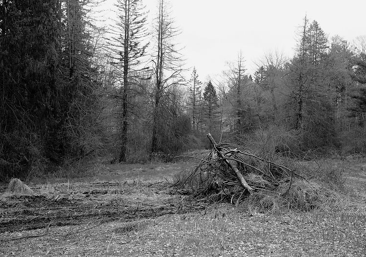 tree branches down PRINT with contrast_e