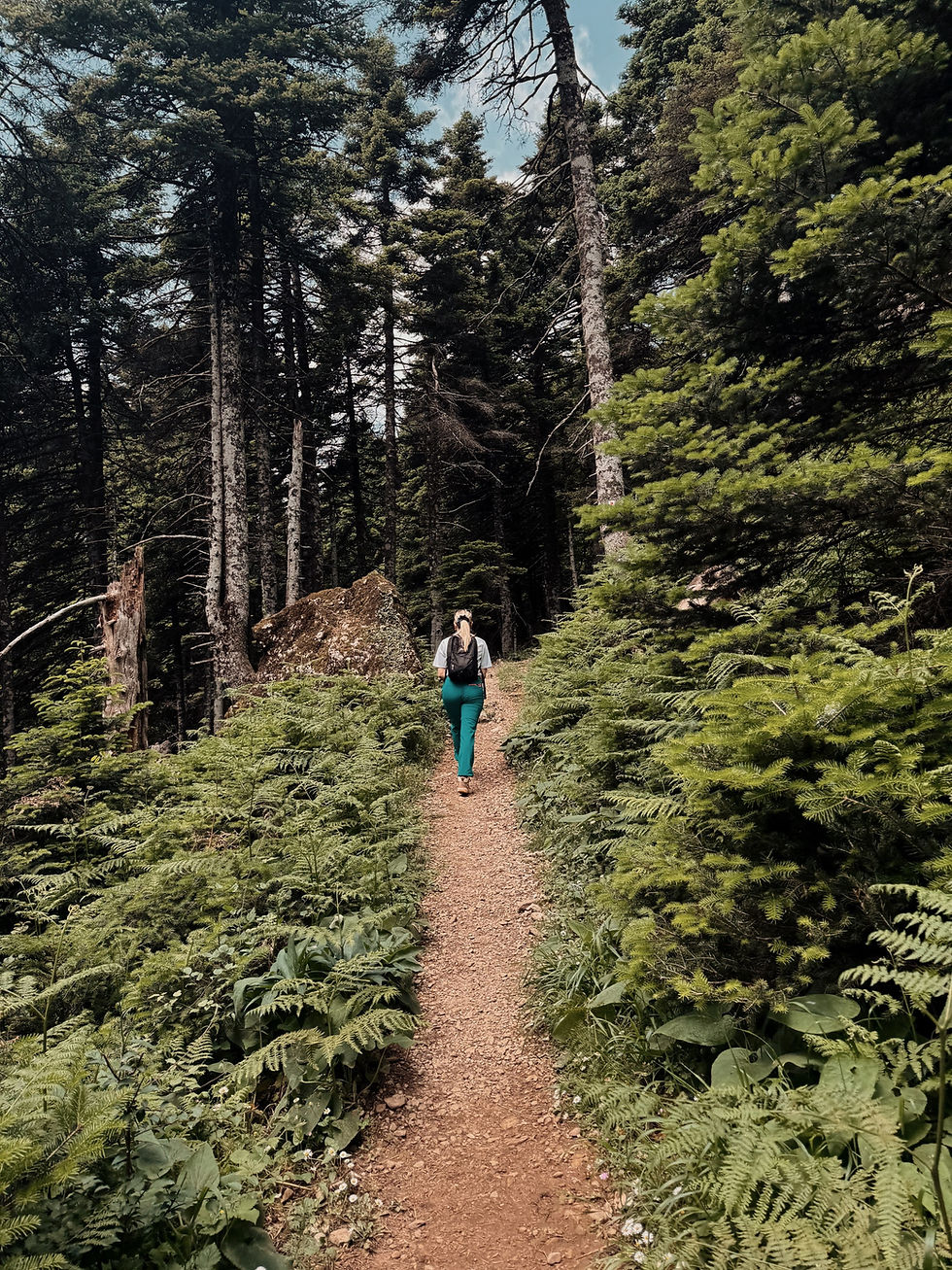 Πεζοπορία - Αισθητικό δάσος Στενής