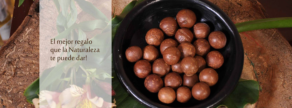 Nuez de Macadamia