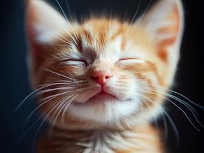 Con 32 músculos en las orejas los gatos pueden girarlas 180 grados, ¿para ignorarnos?