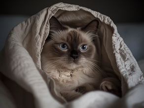 El cambio de color en los gatos siameses: Una peculiaridad genética