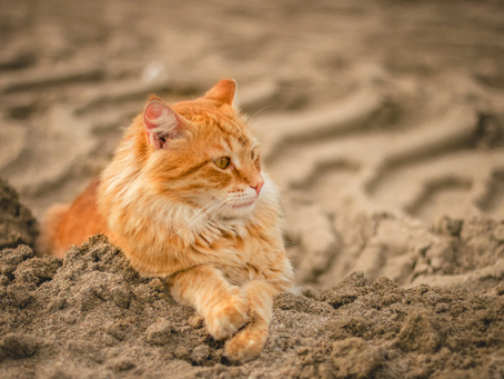 ¿Por qué la arena de gatos tradicional puede ser perjudicial para tu gato?