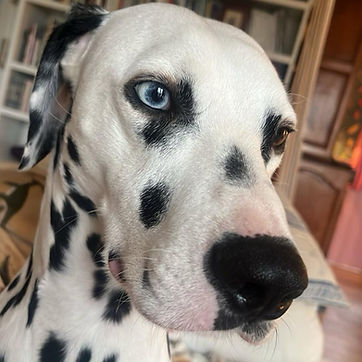 Charlie (4).jpeg