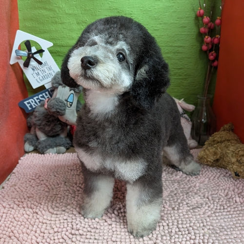 フォーンマーキングがあるブラックの女の子