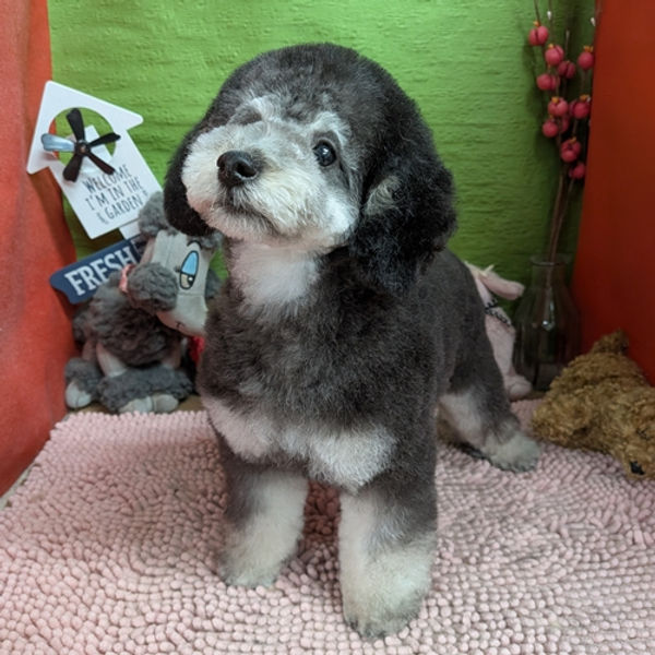 パピー（成犬）情報 | トイプードル専門ブリーダーピュアリーズケネル