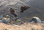 ducks2.JPG