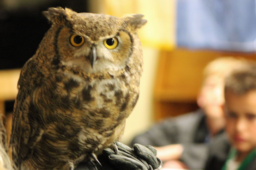 One of our visitors