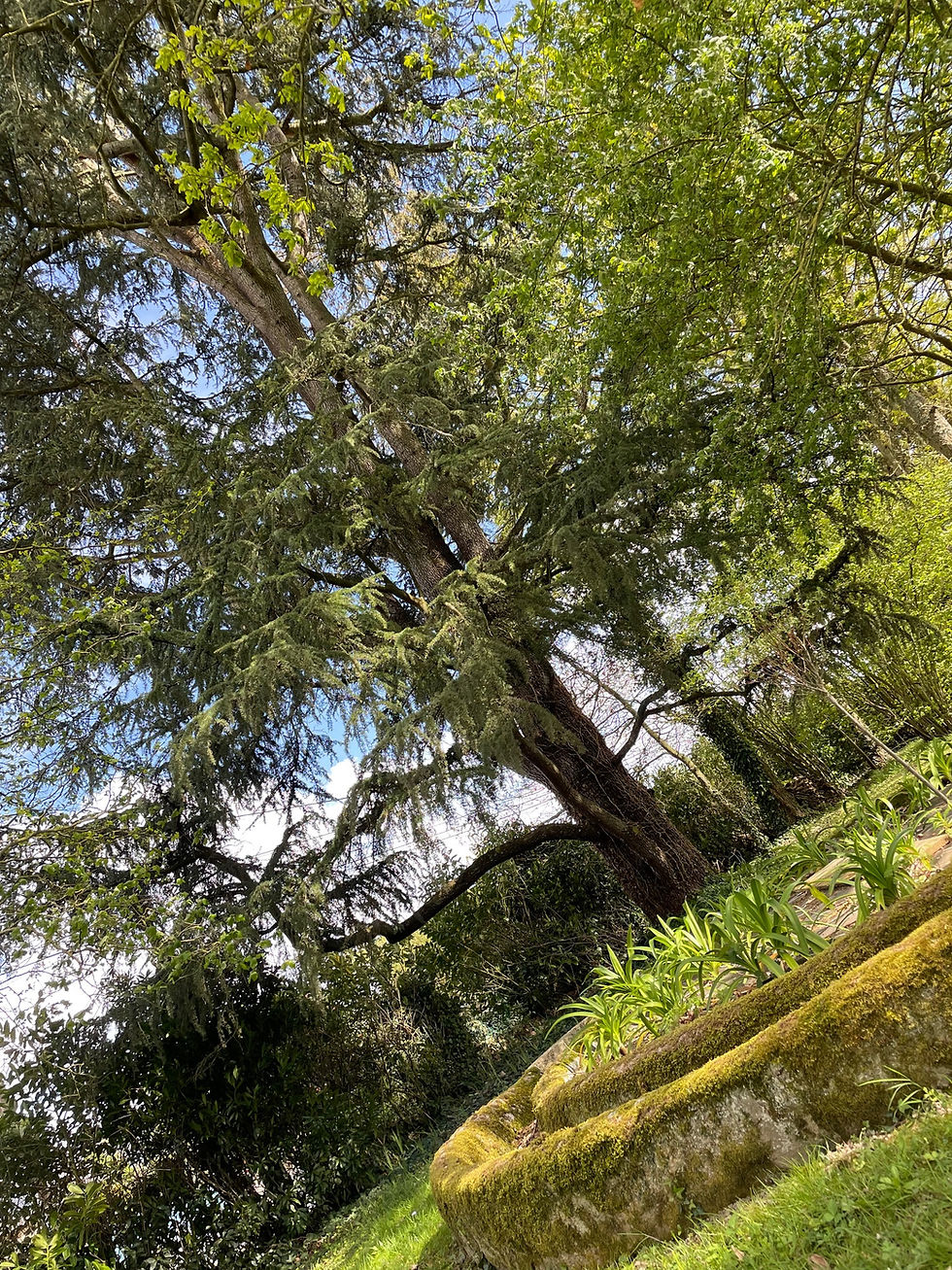 L’accueil au Manoir La Meffrais 1741 sous le cèdre centenaire et l'ancien pressoir en pierre à Dinan.