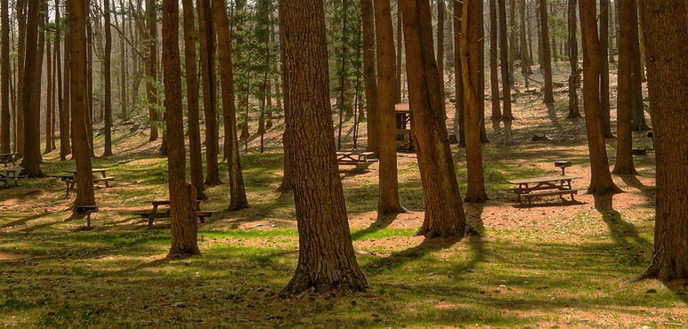 Picnic Benches