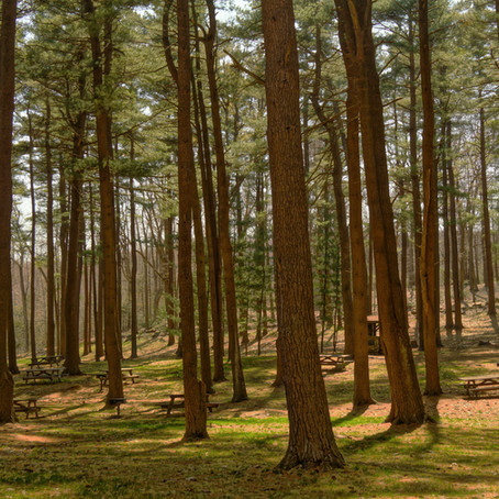 Memory Forests