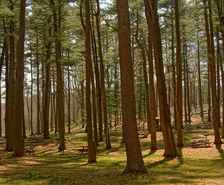 Forest Picnic Area