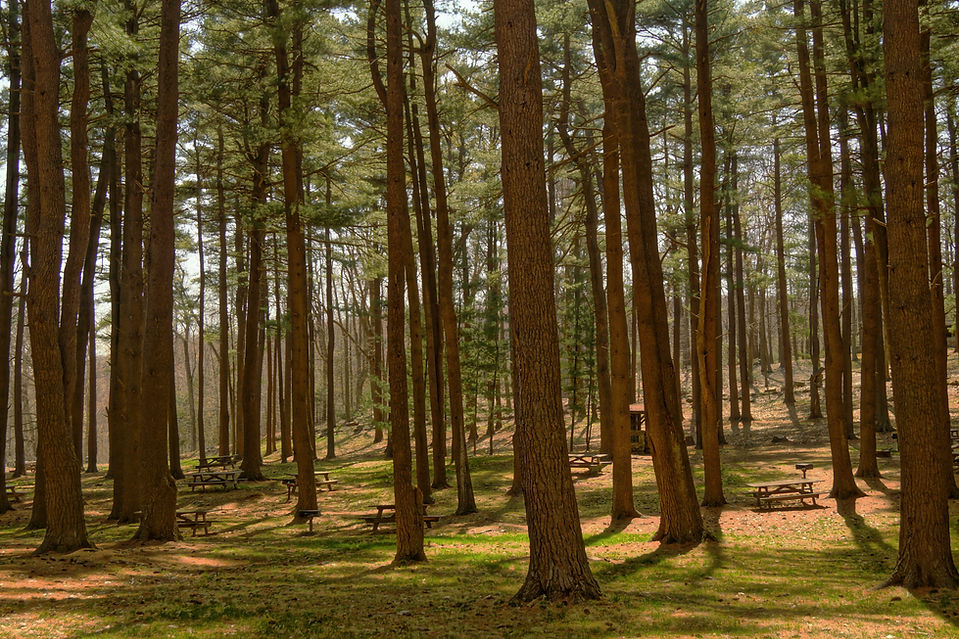Forest Picnic Area