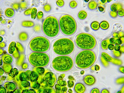 Microalga