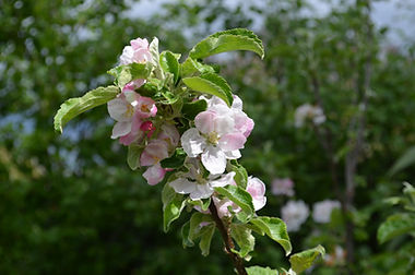 DSC_0007.JPG