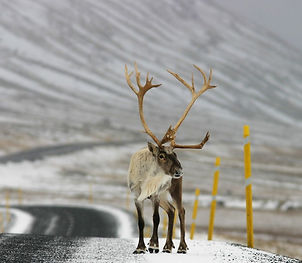 SubArc-e1617873703487-1-980x350_edited_e