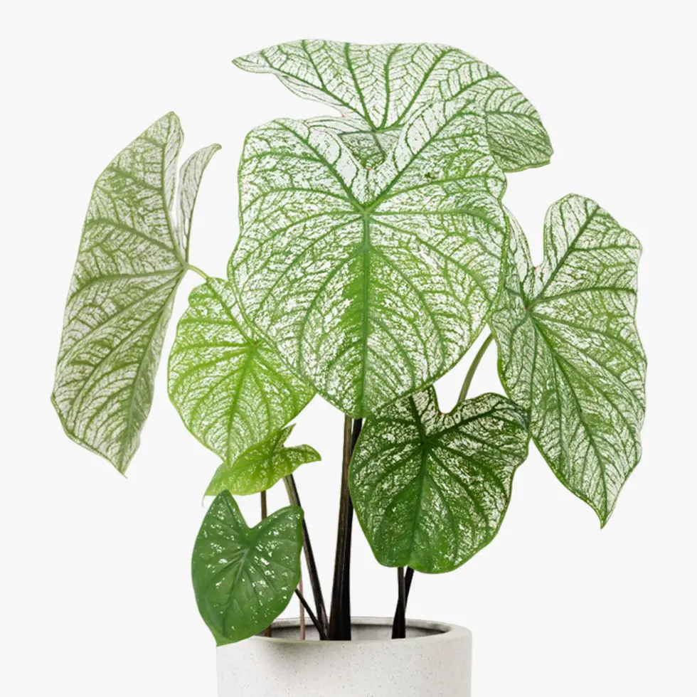 Royal Land Tree Philodendron Plant