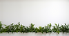 Green plants on white background